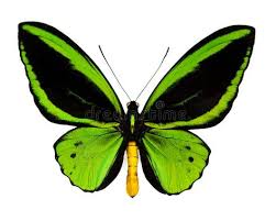 Black And White Spotted Moth Meaning A Green Butterfly A Green And Black Butterfly Isolated On White Ad Butterfly Green Black White Green Butterfly Butterfly Logo Glasswing Butterfly