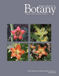 Image result for Blepharis stuhlmannii