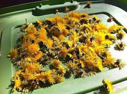 Dry Dandelions Flower Tops In The Sun And Then Display The Dried Flowers In A Mason Jar Dandelion Dandelion Flower Dried Flowers