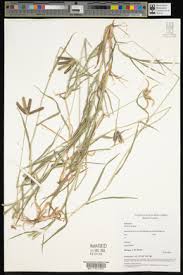 Image result for Eustachys paspaloides