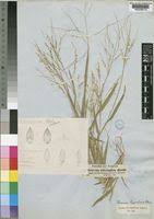 Image result for Panicum subalbidum