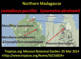 Image result for Lasiodiscus pervillei