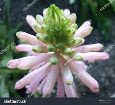 Image result for Melaleuca hypericifolia