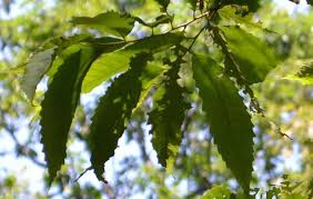 Under the spreading chestnut tree. American Chestnuts In The Capital Region U S National Park Service