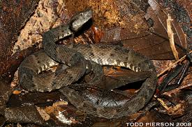 Image result for Bothriocline steetziana