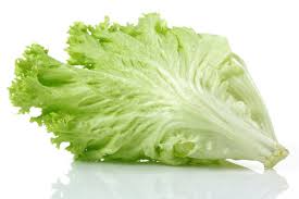 Image result for Loxodera