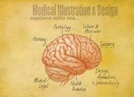 Image result for medical illustrator