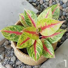 Aglaonema Tricolor Siam Diamond Pink Yellow Green Etsy In 2020 Ornamental Plants Plants All Plants