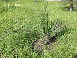 Image result for Coleotrype laurentii