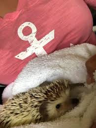 Detergent soap bubble and suds for bath. Hedgehog Bath Time Tips Tricks Heavenly Hedgies