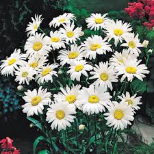 There are all kinds of great varieties of the daisy and people absolutely love them. Daisies Sold At Michigan Bulb