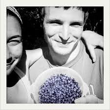 Blueberry picking at Pitcher Mountain?