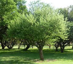 Image result for Acacia hebeclada