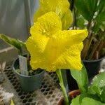 Image result for Siphonochilus brachystemon