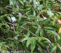 Image result for Hexalobus monopetalus