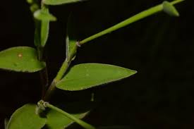 Image result for Urochloa villosa