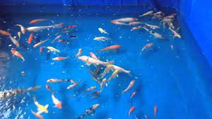 We did not find results for: Cara Membudidayakan Ikan Koi Di Kolam Terpal Pak Tani Digital