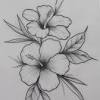Easy pictures to draw of flowers. Https Encrypted Tbn0 Gstatic Com Images Q Tbn And9gcsvj Ibwdcqou3ncvgbgo3zeteucjfrexjrebzx Lm3isytu9n Usqp Cau
