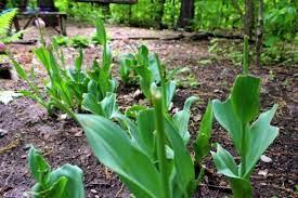 Deer will eat almost any type of vegetation and while the animals are elegant and pretty to look at, this attribute is a negative for gardeners. Squirrels Stealing Your Bulbs Here S Help Kevin Lee Jacobs
