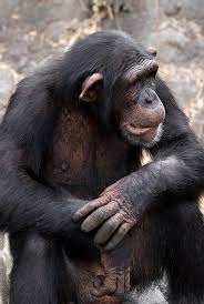 Untitled Animals Plus Nature Chimpanzee 3 By Elatawiec62 Chimpanzee Animals Animals Wild