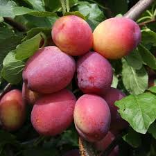 Victoria Plum