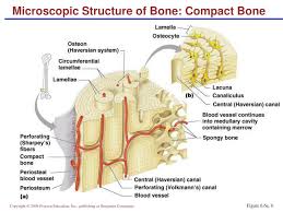 Location of red and yellow marrow in adults and. Ppt Bones And Skeletal Tissues Part A Powerpoint Presentation Free Download Id 6599859