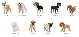 Nintendogs Cats Breed List Revealed Cat Breeds List Cat Breeds Yorkie Dogs