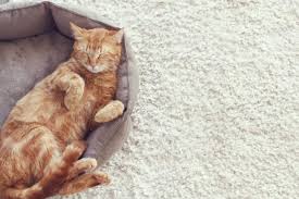 It also makes a carpet easier to clean, but it can wear away. A Guide To Pet Friendly Carpet Carpet Call