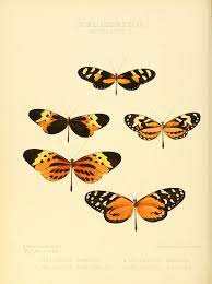 Ad) and ptolemy (2nd c. File Illustrations Of New Species Of Exotic Butterflies Mechanitis I Jpg Wikimedia Commons
