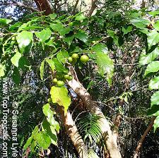Image result for Flacourtia indica
