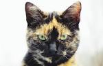 Cute Pictures and Facts About Calico Cats and Kittens