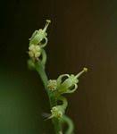 Image result for Cyphostemma spinosopilosum