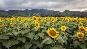It just takes the right photographer to reveal them to the world. 33 Best Sunflower Fields Near Me Top Sunflower Fields Mazes In The U S
