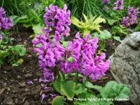 Image result for Chlorophytum amplexicaule