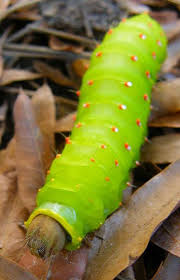 Pin By Anne Eisinger On Photography Luna Moth Moth Caterpillar Moth