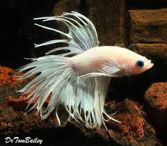 Types of betta fish team crowntail (ct), we know crowntail by seeing their spiky tail and fins. Aquariumfish Net