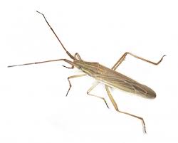 Image result for Stenostelma capense