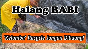 Dengan munculnya gerakan makan organik telah membuat konsumen lebih salah satu cara untuk melindungi babi dari panas adalah dengan memasangkan kain penutup di atas kandang yang dapat menghalangi sinar matahari. Cara Berkesan Mengatasi Gangguan Babi Hutan Youtube