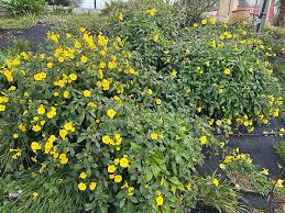 Image result for Reinwardtia indica