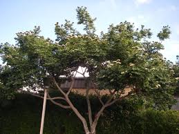 Image result for Hymenaea courbaril