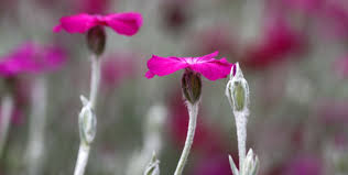 Maybe you would like to learn more about one of these? How To Grow Lychnis Coronaria Country Garden Uk