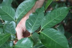 Image result for Cassipourea