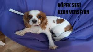 Yavru Kopek Havlama Sesi Cavalier King Charles Gercek Uzun Versiyon Youtube