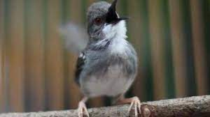 We did not find results for: 15 Cara Budidaya Burung Ciblek Kristal Dengan Mudah Arenahewan Com