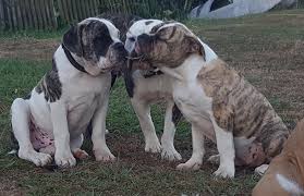 How many bulldogs or french bulldogs have you owned? Franklin County Nz Bulldogs Home Facebook