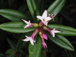 Image result for Synandrodaphne