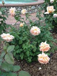 For growing roses in florida, the study found that the best performers were 'mrs. 37 Roses At Hudson Gardens Ideas Volunteer Jobs Rose Plants