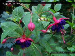 Hang dollar princess and dollar princess are similar, but different. Dollar Princess Fuchsiafinder