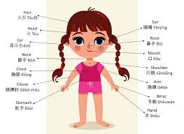 English is widely used in the government and by the legal, professional and business sectors. Q Language Hong Kong Upper Body Parts In Chinese Qlanguagehongkong Languagelearning Languageschool Studentlife English Chinese Mandarin Partsoftheface Face è„¸éƒ¨ LiÇŽnbu Abroadlife Studyabroad Studentvisa Visa Hongkong