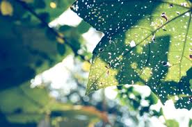 At your doorstep faster than ever. Free Photo Close Photography Of Green Leaf Blur Growth Nature Wallpaper Free Download Jooinn